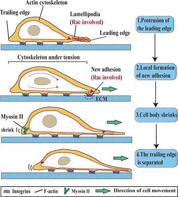 Frontiers Rac1 A Potential Target For Tumor Therapy